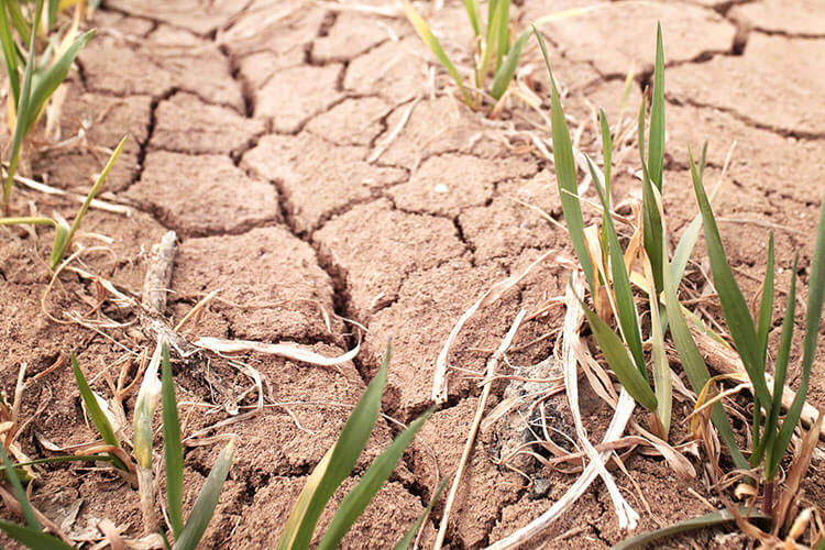 Drought-ridden land